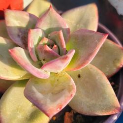 Succulents Plants Echeveria Agavoides Butterfly  Pick Up In Upland Or Ship To You