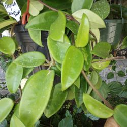 10" Hoya Carnosa Green Leaf Cutting- $8 -Ship $3.50