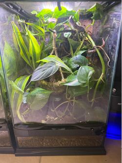 Bioactive Terrarium and Paludarium with 🦎🐸