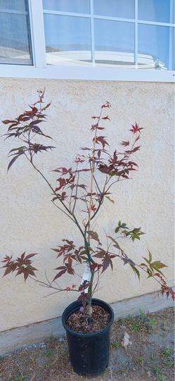 Japanese Bloodgood Maple Tree