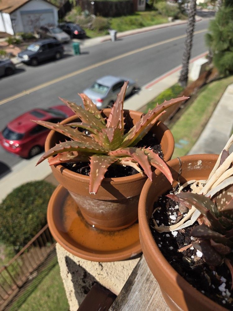 Aloe 'Christmas Carol'