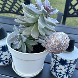 Succulent Live Plant.