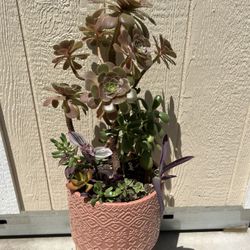 Beautiful Succulent Planter
