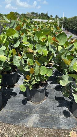 Sea grape