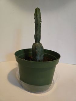 Healthy 10" Blue Myrtle Cactus Plant in Pot