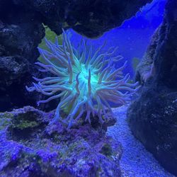 Duncan Coral fake 