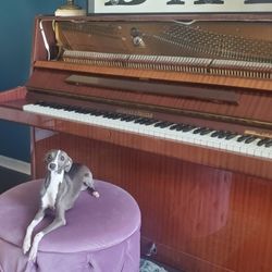 August Förster Upright Piano – Beautiful Tone, Classic Craftsmanship (Photos Included)