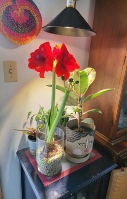 Amaryllis Flower Bulb Plant/ House Plant/ Indoor Plant Flower Patio Garden outdoor