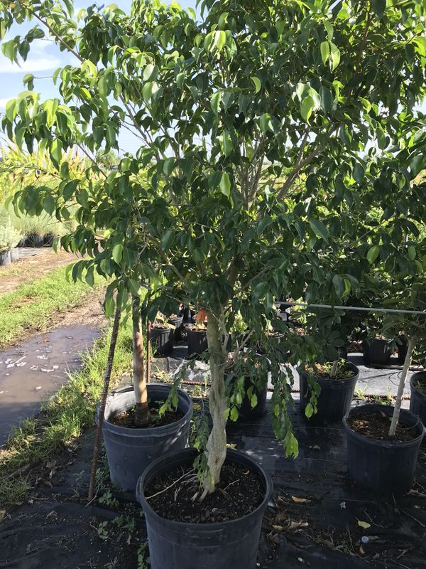 Ficus tree for Sale in Homestead, FL OfferUp