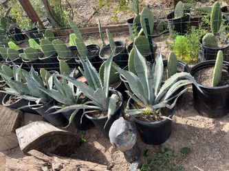 Agave Maguey Century Plants