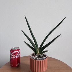Sansevieria Suffricosa Black 