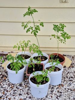 Moringa tree $8 each