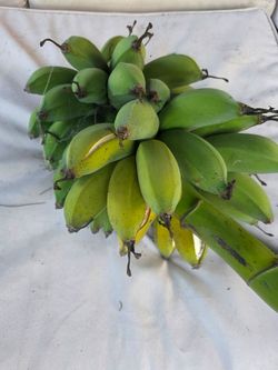 Ice cream Banana Plant