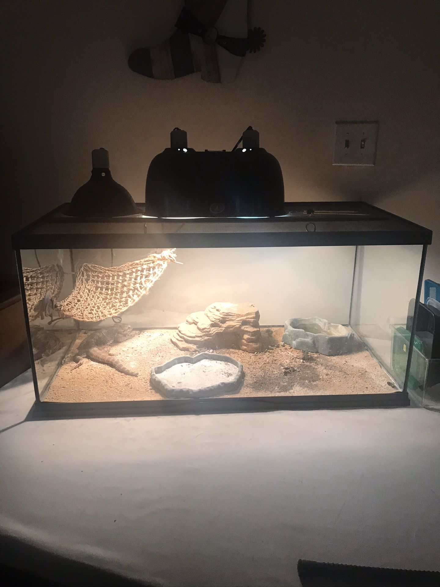 Reptile tank