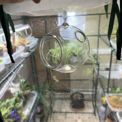 Hanging Plant Globe. 