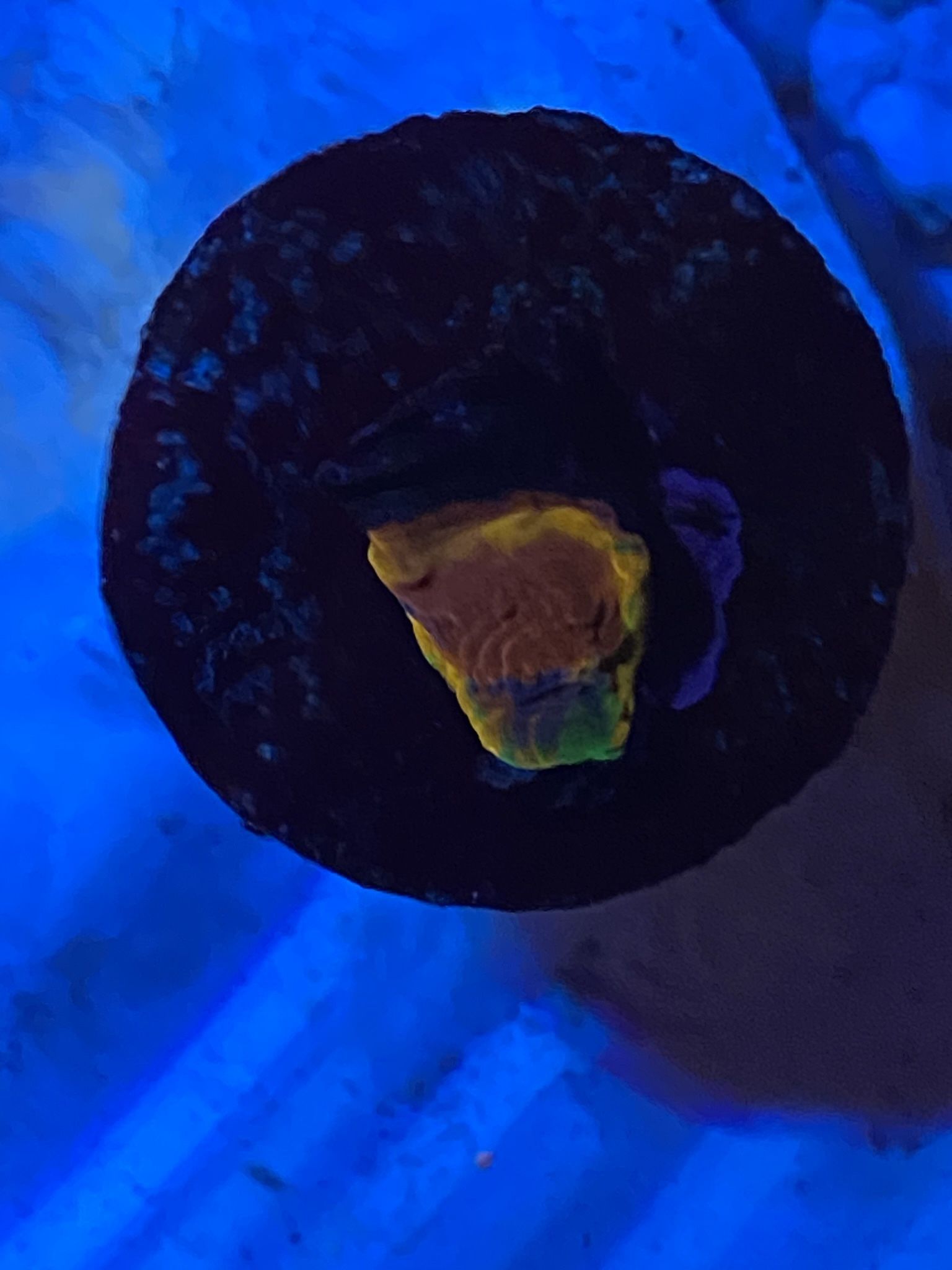 Jellybean Rainbow Chalice