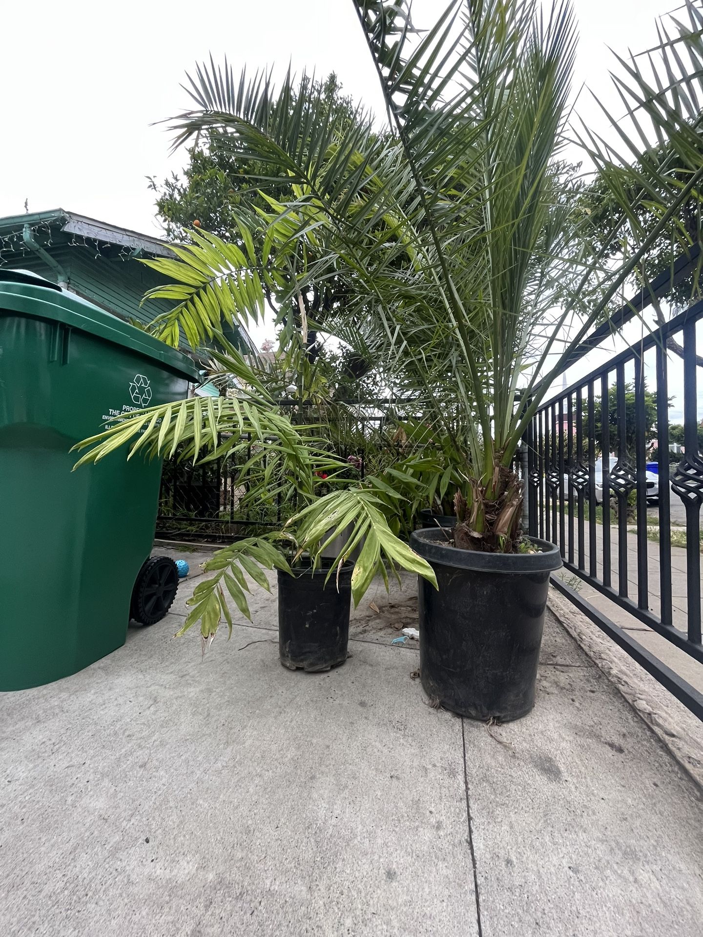 Palm Trees
