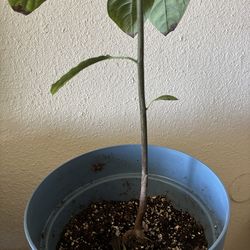 Avacado plant 🪴