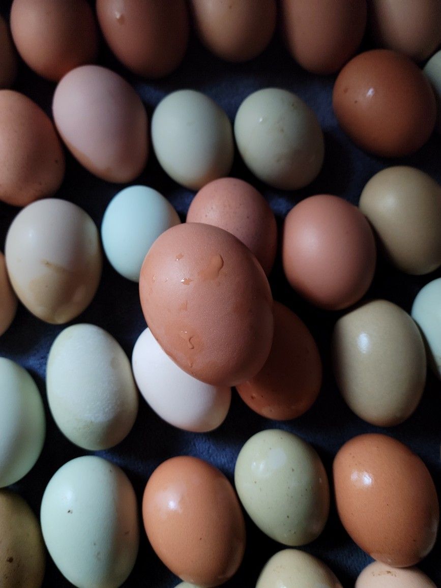 Chicken Eggs