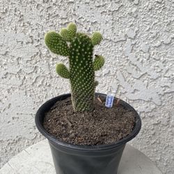 6 Inch Pot Cactus Plant- Opuntia Microdasys Rufida - Cinnamon Bunny Ears - Live Cacti - Rooted & Established - Drought Resistant - 🌵