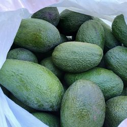 Aguacates / Avocados