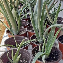 Aloe Vera’s - Salvia 