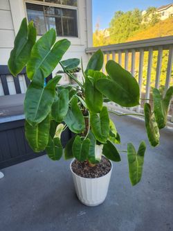 Philodendron Burle Marx