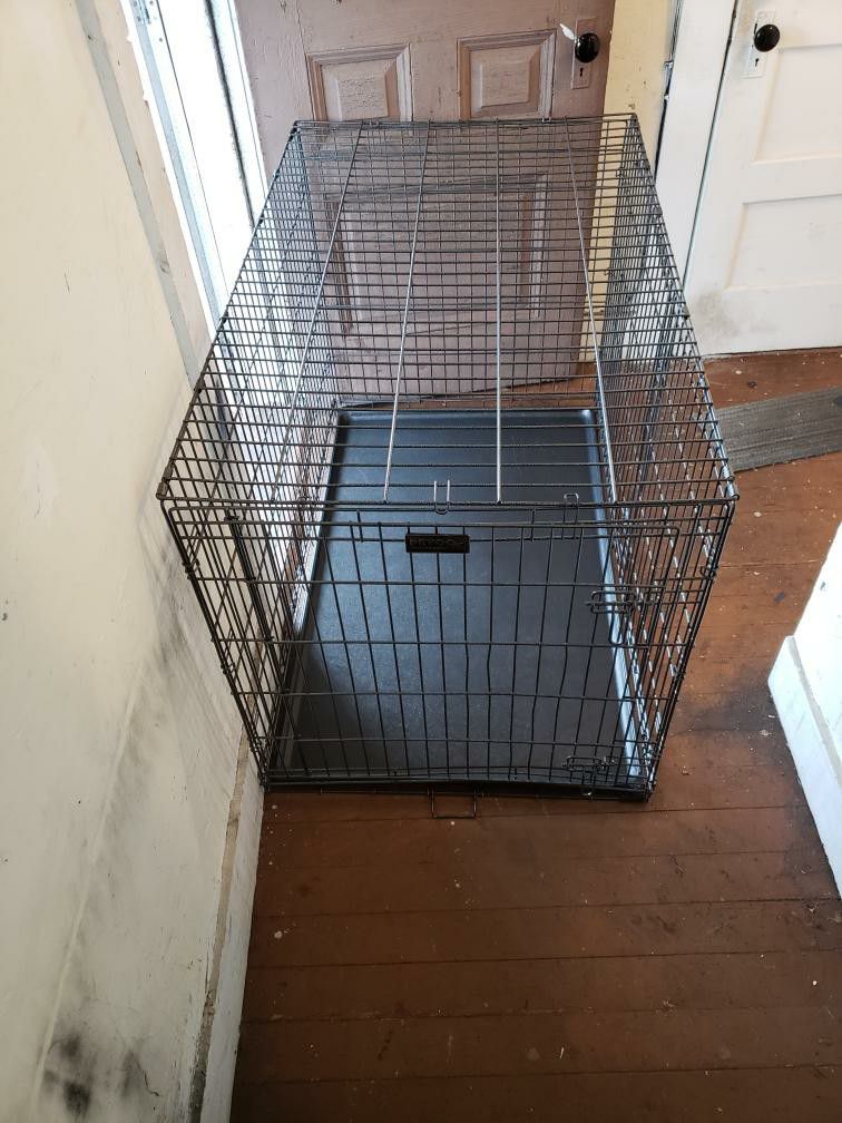 Crate Dog Size 31