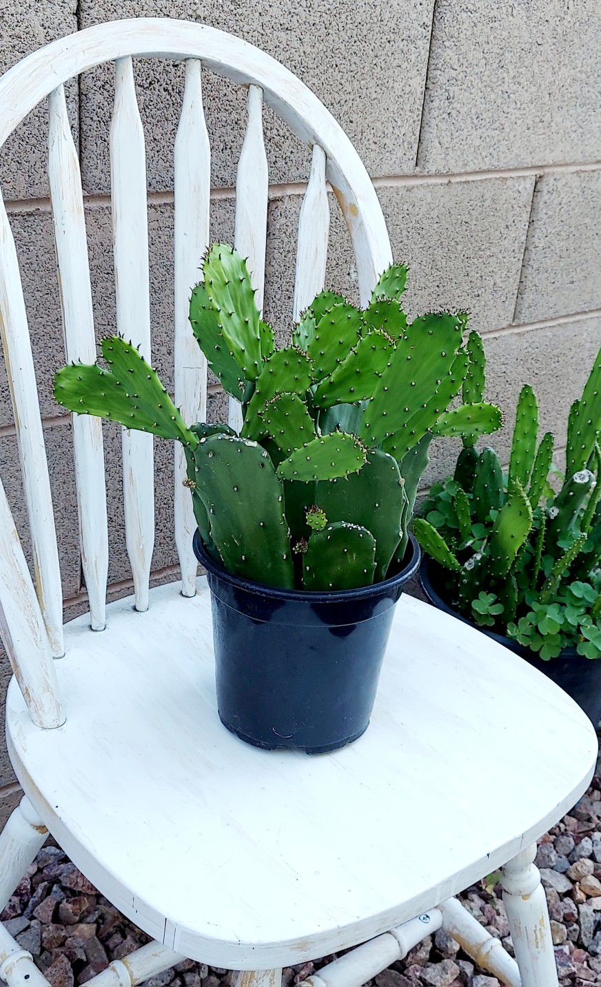 Living Plant 🌱20"H Opuntia Ficus-Indica on 7"H Pot ::: Outdoor