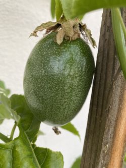 Planta De Maracuya - Flor De La Passion Ya Tiene Una Fruta Y Trae Flores Para Dar Más Frutas , Está En Maceta De 5 Gallones Es Planta De Gia, Trepador