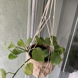 Indoor Plant With Macrame Hanger And Pot