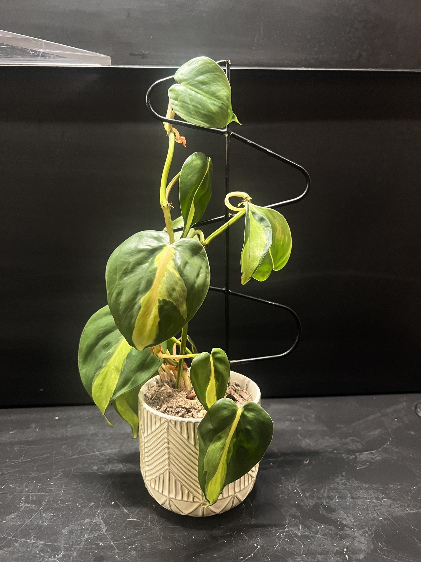 Plant - Philodendron Brasil