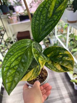 Variegated Monstera Peru