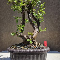 Old Lavender Star Bonsai Tree 