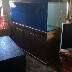 Fish Tank 