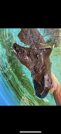 Horn Shark