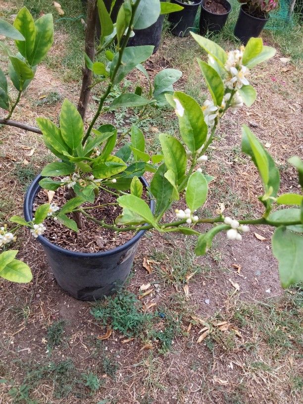 arbolito de limón mexicano el pequeño