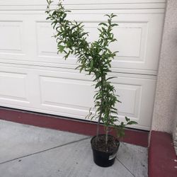 Pomegranate Fruit Tree