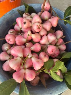 Wax apple (trái mận)
