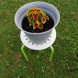 Plant and plant stand 