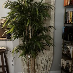 Tall fake bamboo plant 5’8” tall cost $100 asking $50