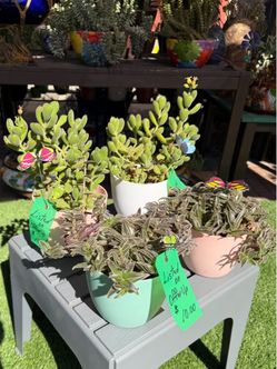 Kitten Paws & Kitten Ears Succulent Plants