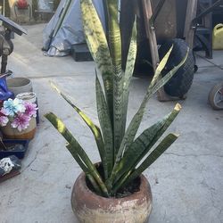 Plant for $20