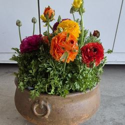 ROUND   SEALED   TERRCOTTA   POTS   $35/  EACH