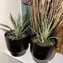 ♥️GORGEOUS Haworthia Succulents” 5” nursery & Ceramic pot ❤️$20 EACH❤️Pls read Description