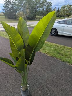 Large Tropical Bird of Paradise Plant