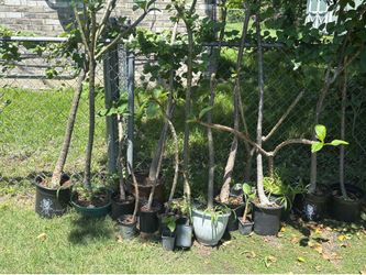 Multiple Plumerias for sale