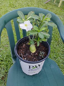 Rose 🌹 del decierto plant 🌵