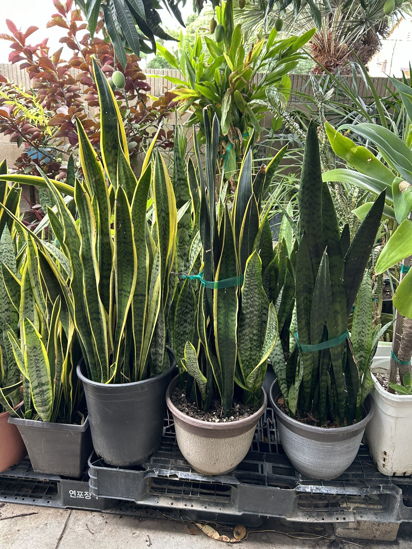 Snake Plants