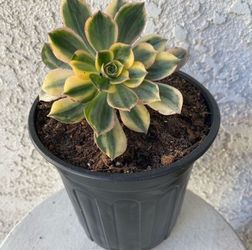 1 Gallon Pot Succulent Plant - Unique Aeonium Sunburst Variegated - Rooted & Established - Drought Resistant 🪴